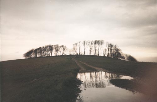 Chanctonbury Ring circa 1990 showing storm damage skeleton trees